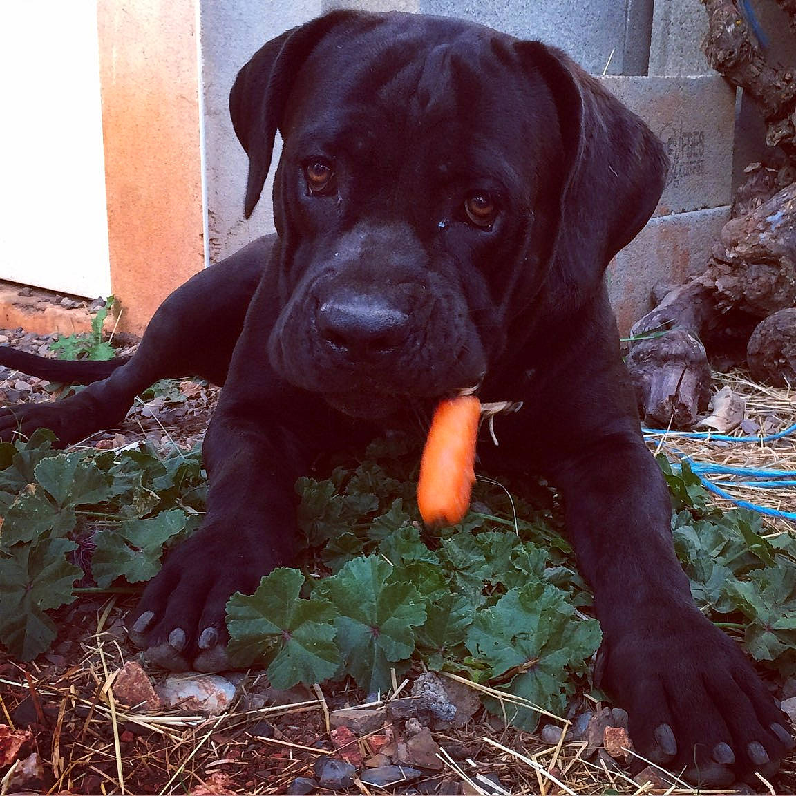 Nil a rejoint le concours — aidez-le/la à gagner de superbes lots ! bandog, beagador, boerboel, cane_corso, canidae, carnivore, dog, dog_breed, fawn, guard_dog, labrador_retriever, mammal, molosser, patterdale_terrier, puppy, rare_breed_dog, snout, sporting_group, tosa, vertebrate