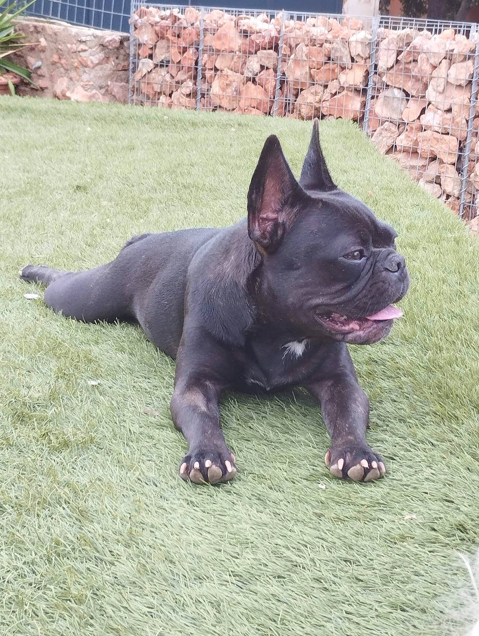 Rayna participe au concours pour gagner de l'argent avec cette photo : brick, brickwork, bulldog, canidae, carnivore, companion_dog, dog, dog_breed, fawn, grass, mexican_hairless_dog, non_sporting_group, plant, pug, snout, sporting_group, terrestrial_animal, whiskers
