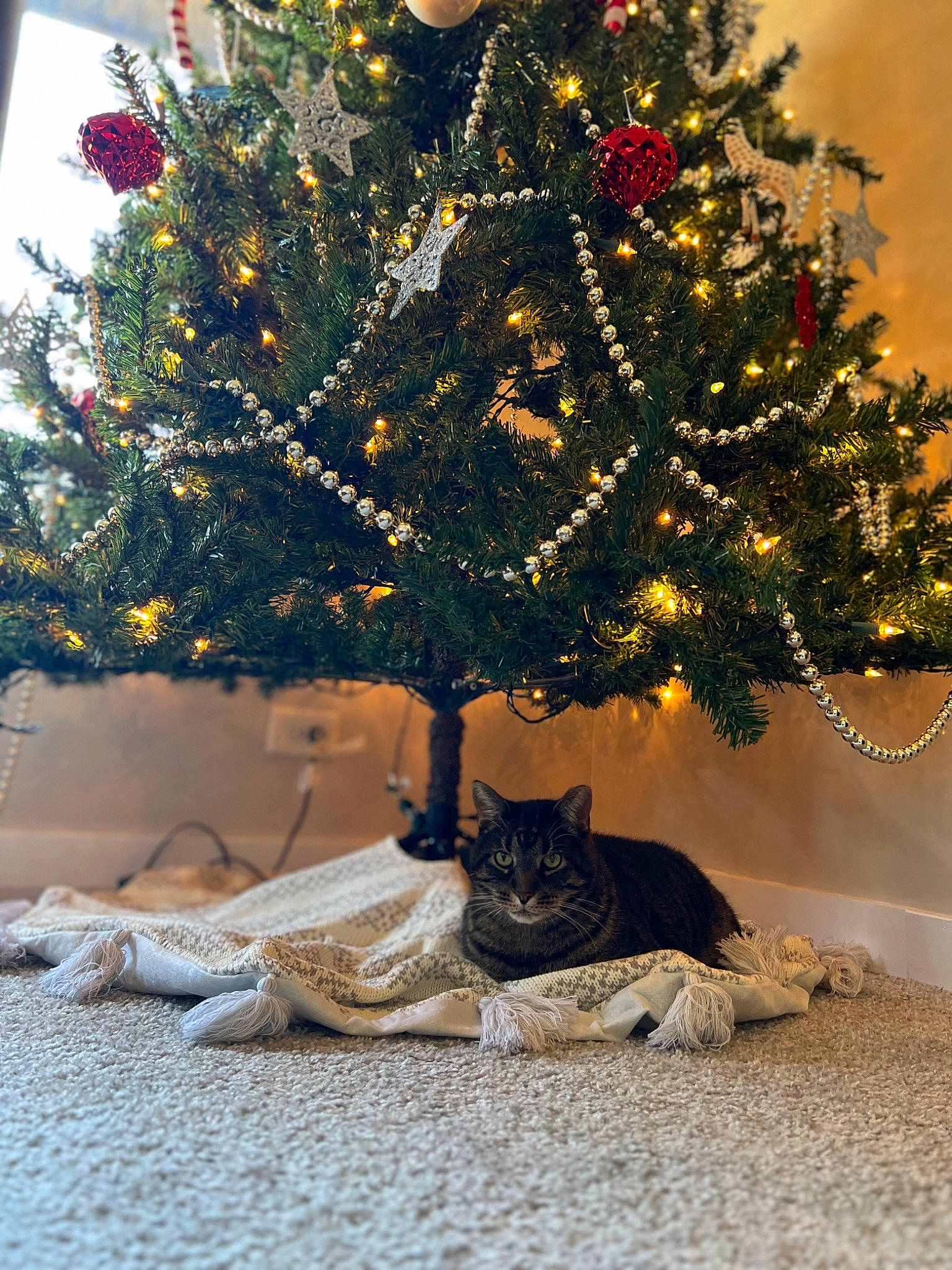 Bubby joined the competition — help win amazing prizes! branch, carnivore, cat, christmas_decoration, christmas_ornament, christmas_tree, evergreen, fawn, felidae, holiday_ornament, interior_design, larch, ornament, plant, small_to_medium_sized_cats, tints_and_shades, tree, twig, wood, woody_plant