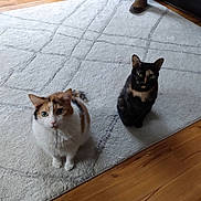 Lucy joined the competition — help win amazing prizes! area_rug, calico_cat, cat, cozy, curious, green_eyes, hardwood_floor, human_feet, indoor, light_rug, living_room, looking_up, pet, portrait_photo, sitting, slippers, sofa, tortoiseshell_cat, two_cats, whiskers