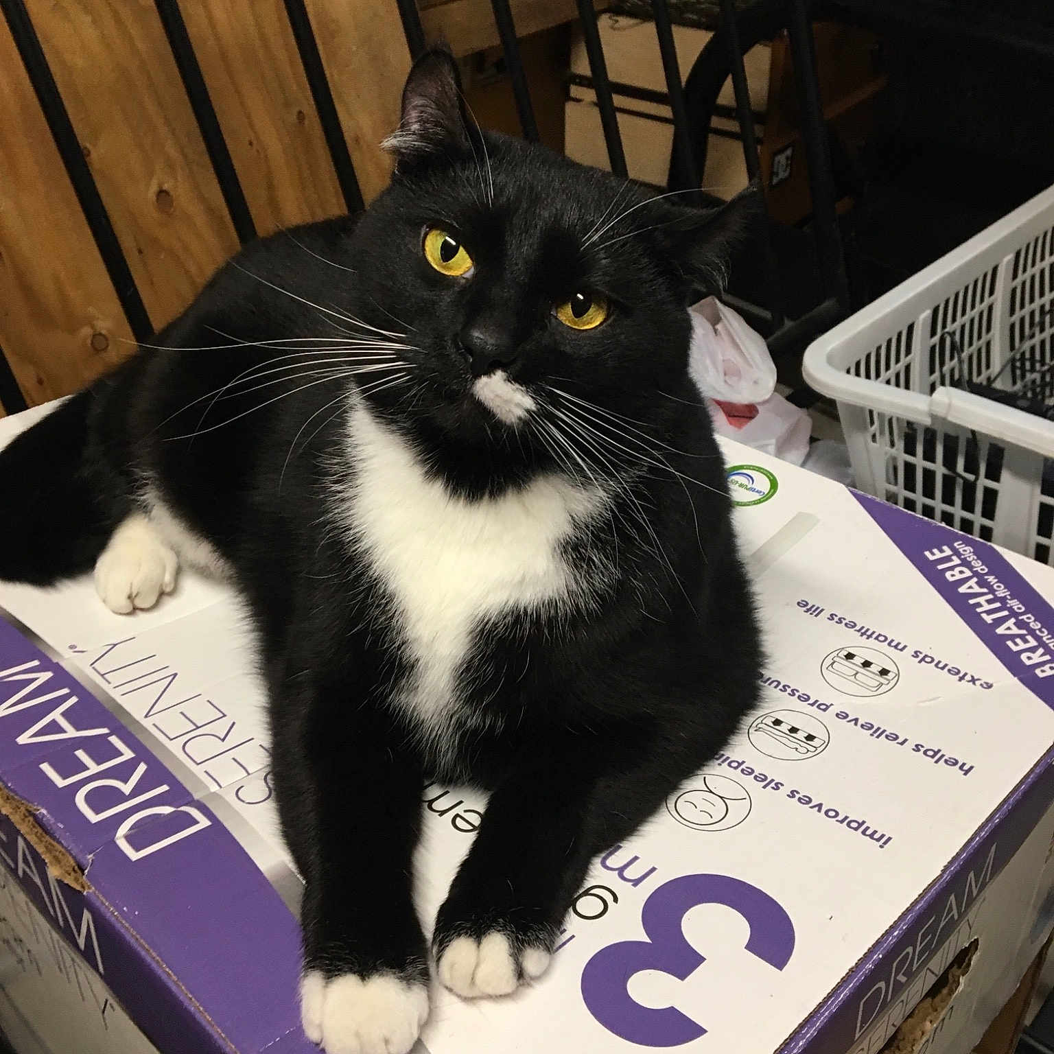 Baby joined the competition — help win amazing prizes! black_cat, box, carnivore, cat, domestic_short_haired_cat, felidae, fur, packaging_and_labeling, photo_caption, polydactyl_cat, small_to_medium_sized_cats, snout, whiskers