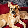 animal, blanket, canine, collar, comfort, couch, curtain, dog, ear_up, fur, home_interior, indoor, leopard_print, pet, red_couch, relaxed, resting, seated, stone_wall, window