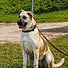 alert, animal, canine, collar, daylight, dog, ears, friendly, fur, grass, leash, muzzle, nature, outdoor, park, path, pet, signpost, sitting, tail