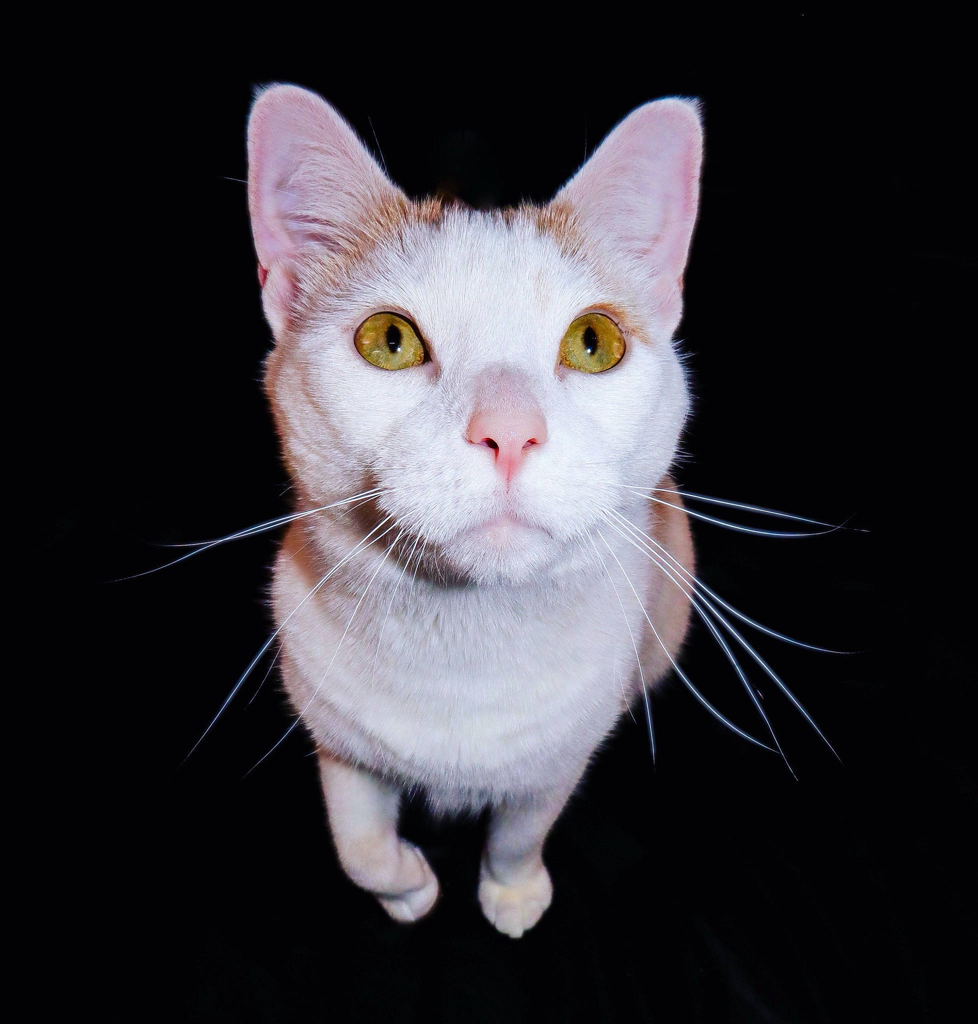 Gerald joined the competition — help win amazing prizes! art, carnivore, cat, domestic_short_haired_cat, ear, eye, fawn, felidae, fur, head, paw, small_to_medium_sized_cats, snout, tail, terrestrial_animal, whiskers, window