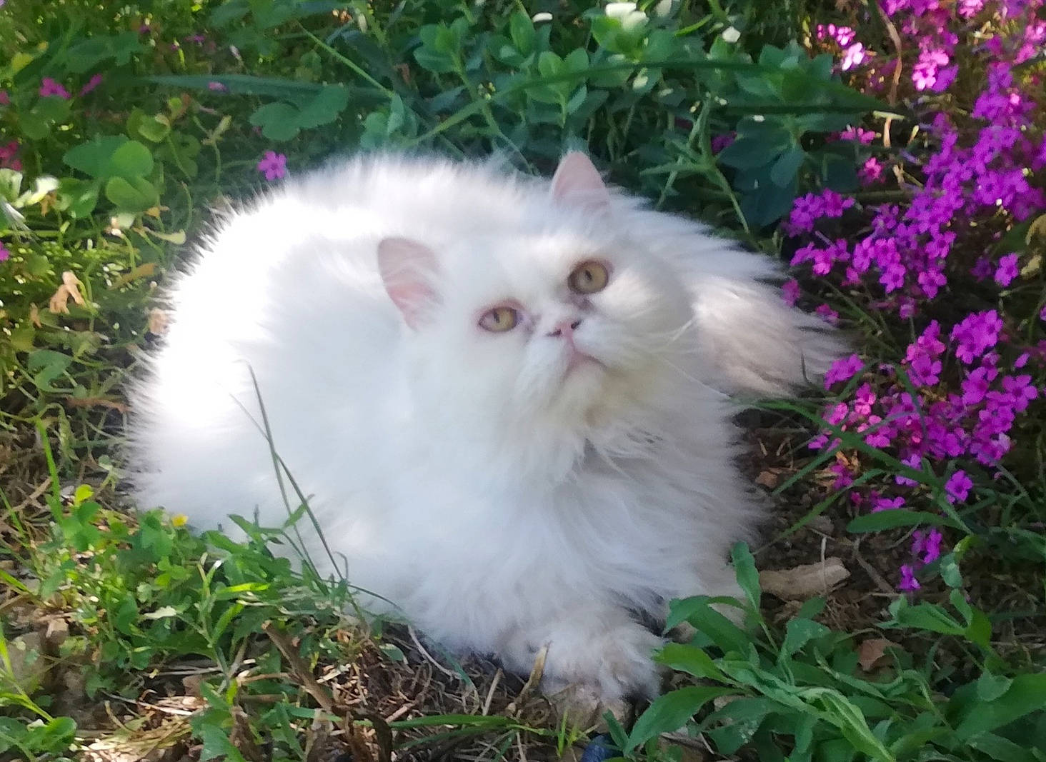 Bubulle a rejoint le concours — aidez-le/la à gagner de superbes lots ! annual_plant, carnivore, cat, felidae, flower, flowering_plant, fur, grass, groundcover, herbaceous_plant, impatiens, petal, plant, shrub, small_to_medium_sized_cats, snout, whiskers