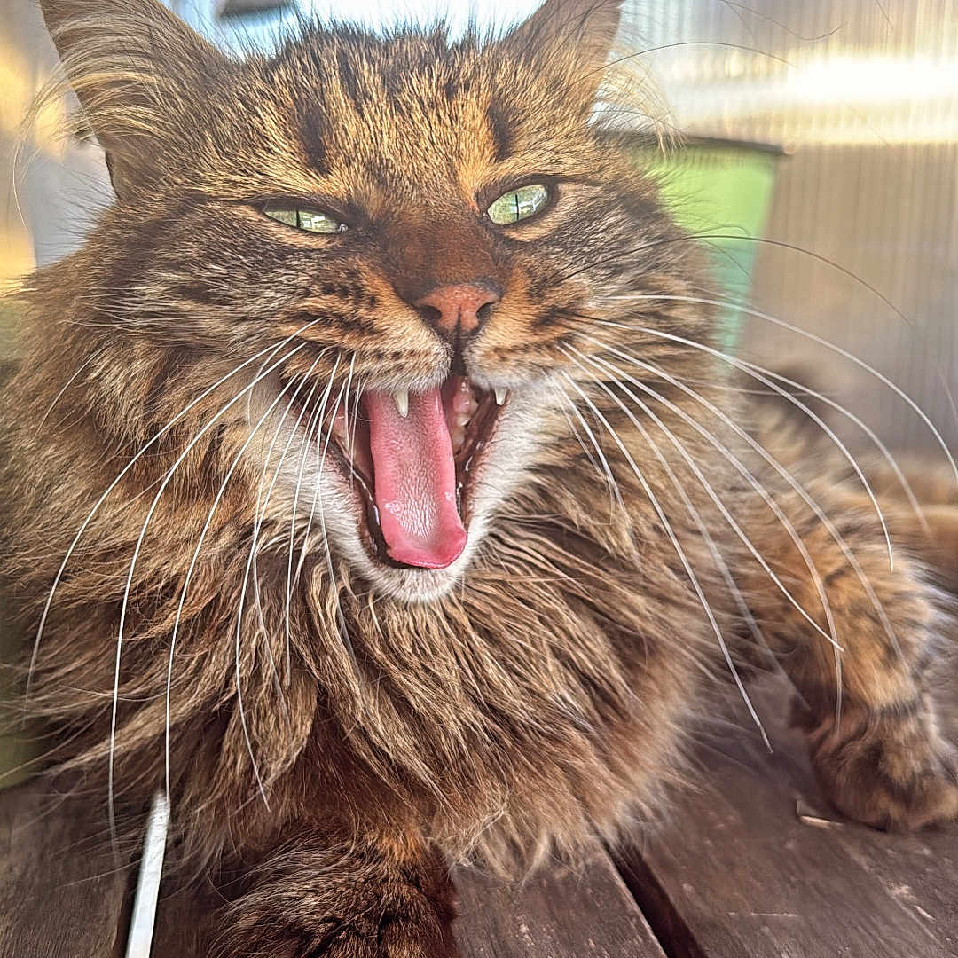Hunter a rejoint le concours — aidez-le/la à gagner de superbes lots ! cat, fluffy, whiskers, tongue, yawning, table, wood, pet, domestic_animal, face, closeup, feline, cute, animal, resting, indoor, expression, fur, portrait, adorable