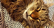 Hunter participe au concours pour gagner de l'argent avec cette photo : cat, tabby, sleeping, fluffy, whiskers, blanket, patterned_blanket, couch, indoor, relaxed, pet, feline, cozy, resting, fur, animal, cute, domestic_animal, nap, comfort