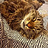 cat, tabby, sleeping, fluffy, whiskers, blanket, patterned_blanket, couch, indoor, relaxed, pet, feline, cozy, resting, fur, animal, cute, domestic_animal, nap, comfort