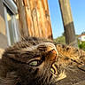 Hunter a rejoint le concours — aidez-le/la à gagner de superbes lots ! cat, tabby_cat, close_up, green_eyes, whiskers, wooden_surface, sunlight, outdoor, blue_sky, rustic, relaxing, feline, pet, animal, fur, nature, daylight, portrait, sleepy, cozy