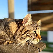Hunter a rejoint le concours — aidez-le/la à gagner de superbes lots ! cat, tabby, animal, pet, feline, whiskers, ears, fur, outdoor, wood, resting, side_view, close_up, sunlight, daylight, nature, portrait, calm, relaxing, green