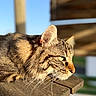 cat, tabby, animal, pet, feline, whiskers, ears, fur, outdoor, wood, resting, side_view, close_up, sunlight, daylight, nature, portrait, calm, relaxing, green