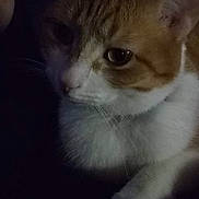 Meena is registered to the contest to win money with this photo: animal, calm, cat, close_up, cute, dark, domestic_animal, face, feline, fur, indoor, mammal, orange_cat, pet, quiet, resting, shadow, sleepy, whiskers, white_cat