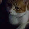 cat, orange_cat, white_cat, pet, animal, feline, close_up, indoor, resting, dark, shadow, fur, whiskers, cute, mammal, quiet, calm, domestic_animal, sleepy, face