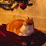 Meena joined the competition — help win amazing prizes! animal, cat, christmas_ornament, christmas_tree, cozy, curious, decorations, feline, festive, floor, holiday, home, indoor, orange_cat, pet, relaxed, seasonal, tree_skirt, warm_lighting, white_cat
