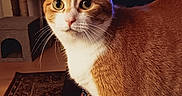 Meena is registered to the contest to win money with this photo: cat, cat_tree, close_up, curious, domestic_cat, ears, eyes, floor, fur, furniture, home, indoor, living_room, mammal, orange_cat, pet, rug, television, whiskers, white_cat