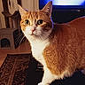 cat, orange_cat, white_cat, pet, indoor, living_room, cat_tree, television, rug, furniture, whiskers, close_up, curious, domestic_cat, mammal, fur, eyes, ears, floor, home