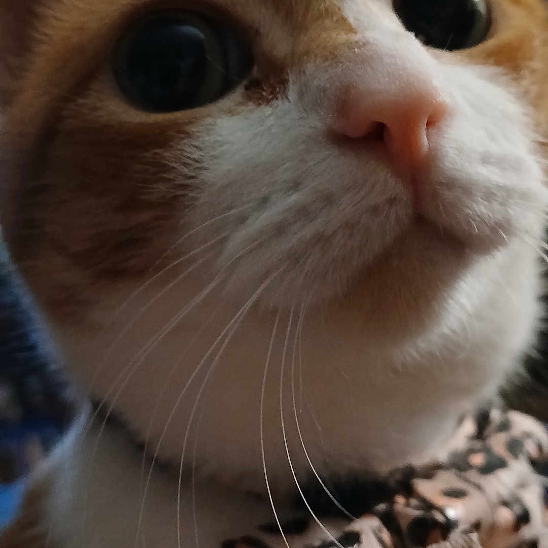 Meena