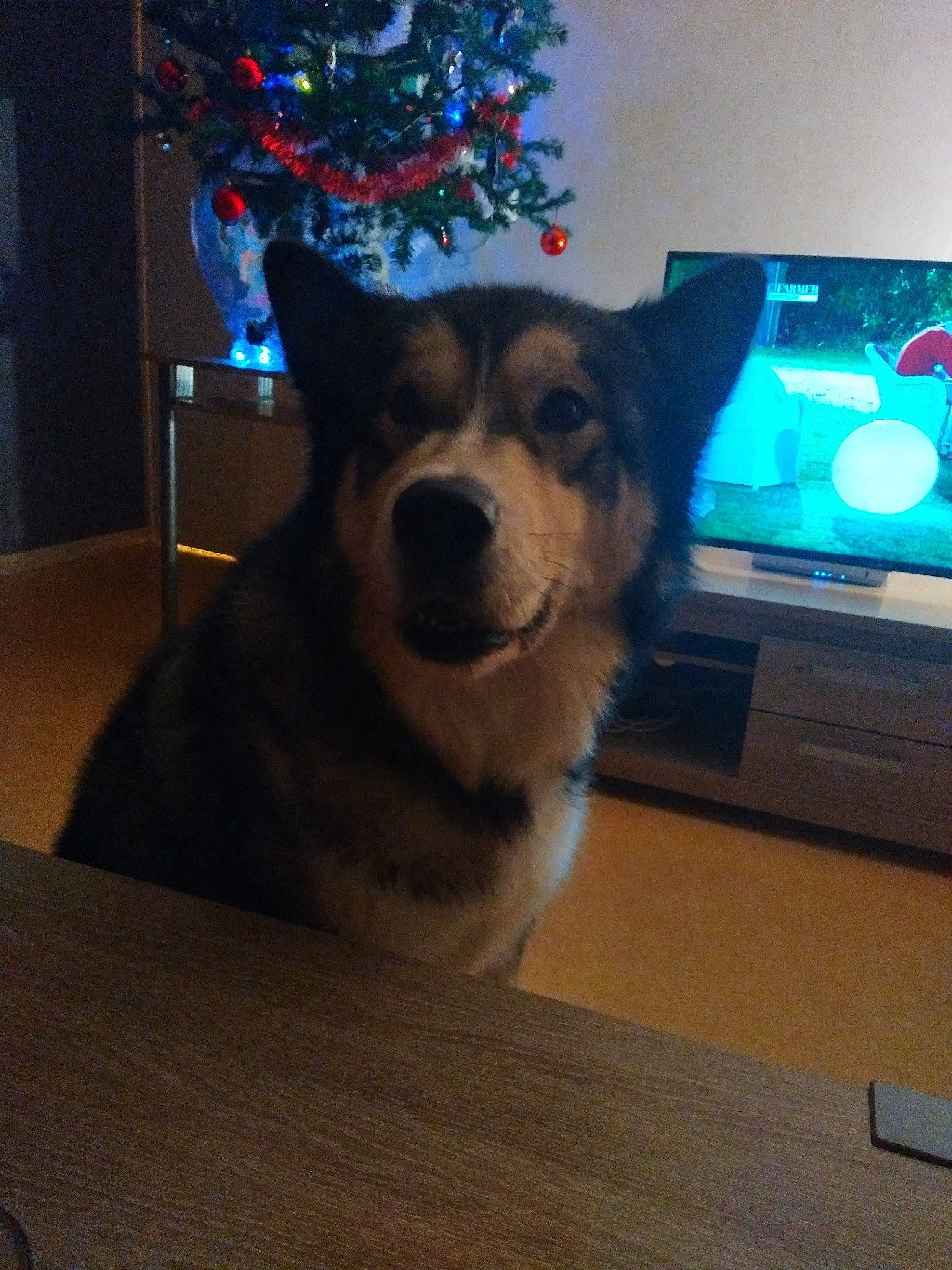 Leïko a rejoint le concours — aidez-le/la à gagner de superbes lots ! canidae, carnivore, christmas_decoration, christmas_ornament, display_device, dog, dog_breed, flat_panel_display, fur, hardwood, home, home_appliance, interior_design, laminate_flooring, living_room, room, snout, wood_flooring, wood_stain