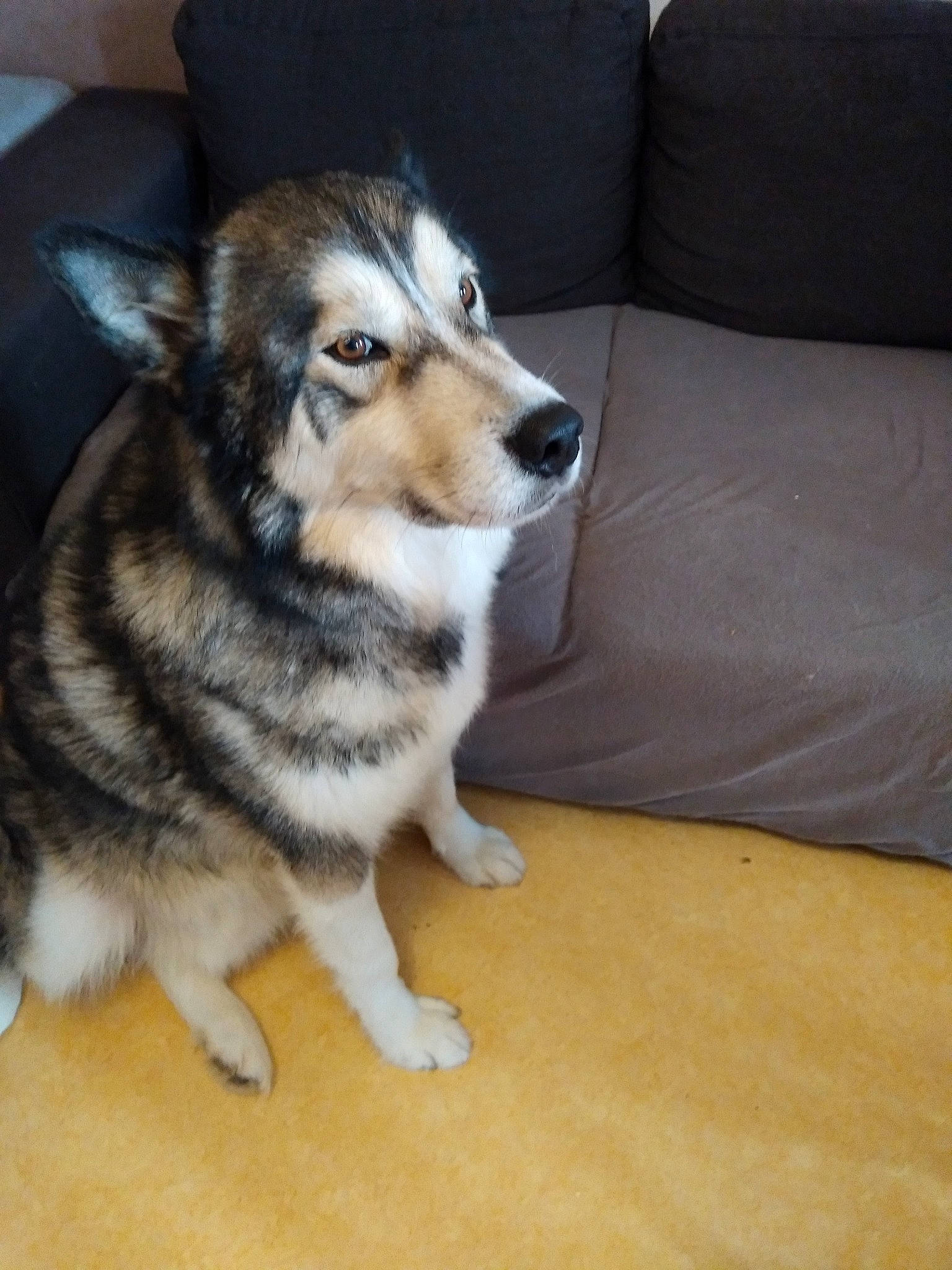 Leïko participe au concours pour gagner de l'argent avec cette photo : beige, canidae, carnivore, couch, dog, dog_breed, fawn, floor, flooring, fur, iris, living_room, sled_dog, slipcover, snout, sofa_bed, studio_couch, tan, throw_pillow, whiskers