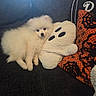 puppy, dog, white_dog, fluffy, small_dog, pet, animal, plush_toy, stuffed_animal, couch, sofa, blanket, cuddling, sitting, indoors, home, portrait, cute, black_cushion, orange_blanket