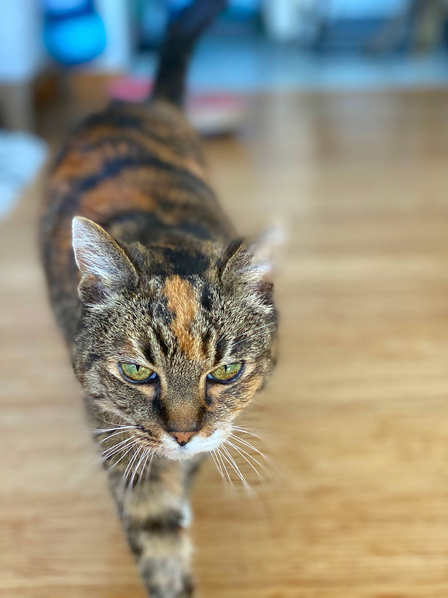 Hester is registered to the contest to win money with this photo: carnivore, cat, claw, close_up, domestic_short_haired_cat, eye, felidae, fur, grass, hardwood, paw, small_to_medium_sized_cats, snout, tail, terrestrial_animal, tree, whiskers, wildlife, wood, wood_stain