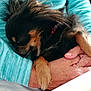 dog, sleeping, pet, fur, black_and_tan, small_dog, hands, person, sweater, cozy, resting, indoor, close_up, animal, companion, cute, relaxation, furry, paw, snuggle