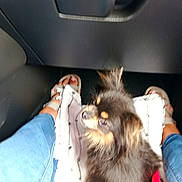 Abby participe au concours pour gagner de l'argent avec cette photo : dog, small_dog, fluffy, black_dog, blanket, person, legs, feet, sandals, blue_jeans, car_interior, floor, seat, pet, indoor, close_up, looking_up, furry, companion, travel