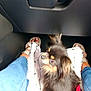 dog, small_dog, fluffy, black_dog, blanket, person, legs, feet, sandals, blue_jeans, car_interior, floor, seat, pet, indoor, close_up, looking_up, furry, companion, travel