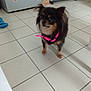 dog, small_dog, indoor, tile_floor, pink_collar, kitchen, refrigerator, sticker, furniture, blurred, pet, animal, floor, standing, domestic, companion, cute, brown, black, fur