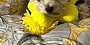 Fanzi joined the competition — help win amazing prizes! dog, small_dog, fluffy, yellow_toy, plush, bed, comforter, patterned_bedding, indoor, resting, sleepy, portrait, close_up, ears, fur, nose, eyes, pillow, cozy, pet