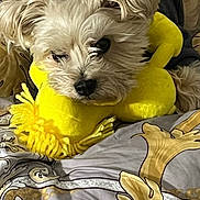 Fanzi joined the competition — help win amazing prizes! dog, small_dog, pet, fur, ears, snout, close_up, portrait, yellow_plush, pillow, blanket, bed, bedding, cozy, sleepy, home_interior, decorative_pattern, stuffed_toy, comfortable, relaxed