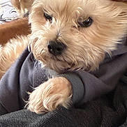 Fanzi joined the competition — help win amazing prizes! dog, puppy, small_dog, fur, close_up, pet, paw, nose, eyes, portrait, cozy, blanket, sweater, indoors, cute, whiskers, resting, sleepy, cuddly, closeup_face