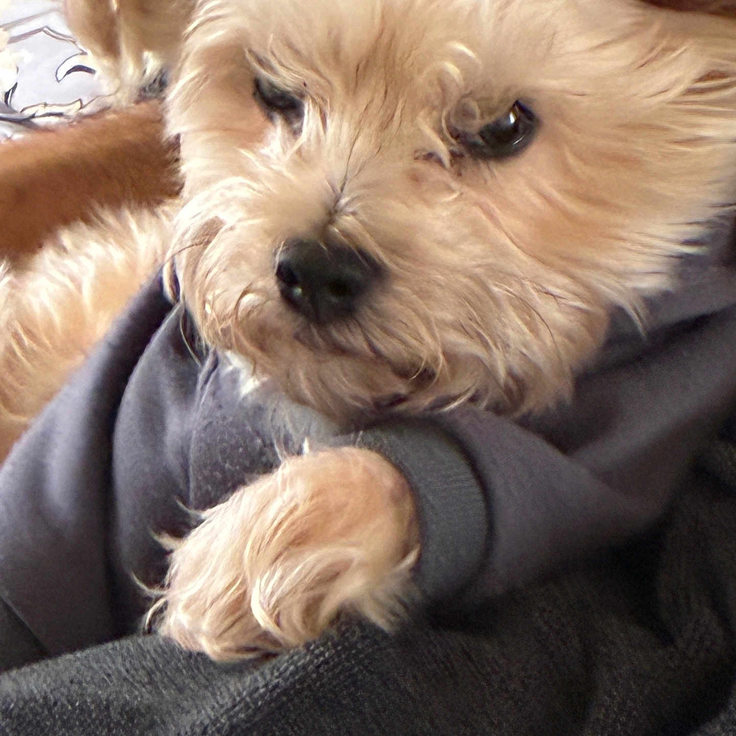Fanzi joined the competition — help win amazing prizes! blanket, close_up, closeup_face, cozy, cuddly, cute, dog, eyes, fur, indoors, nose, paw, pet, portrait, puppy, resting, sleepy, small_dog, sweater, whiskers