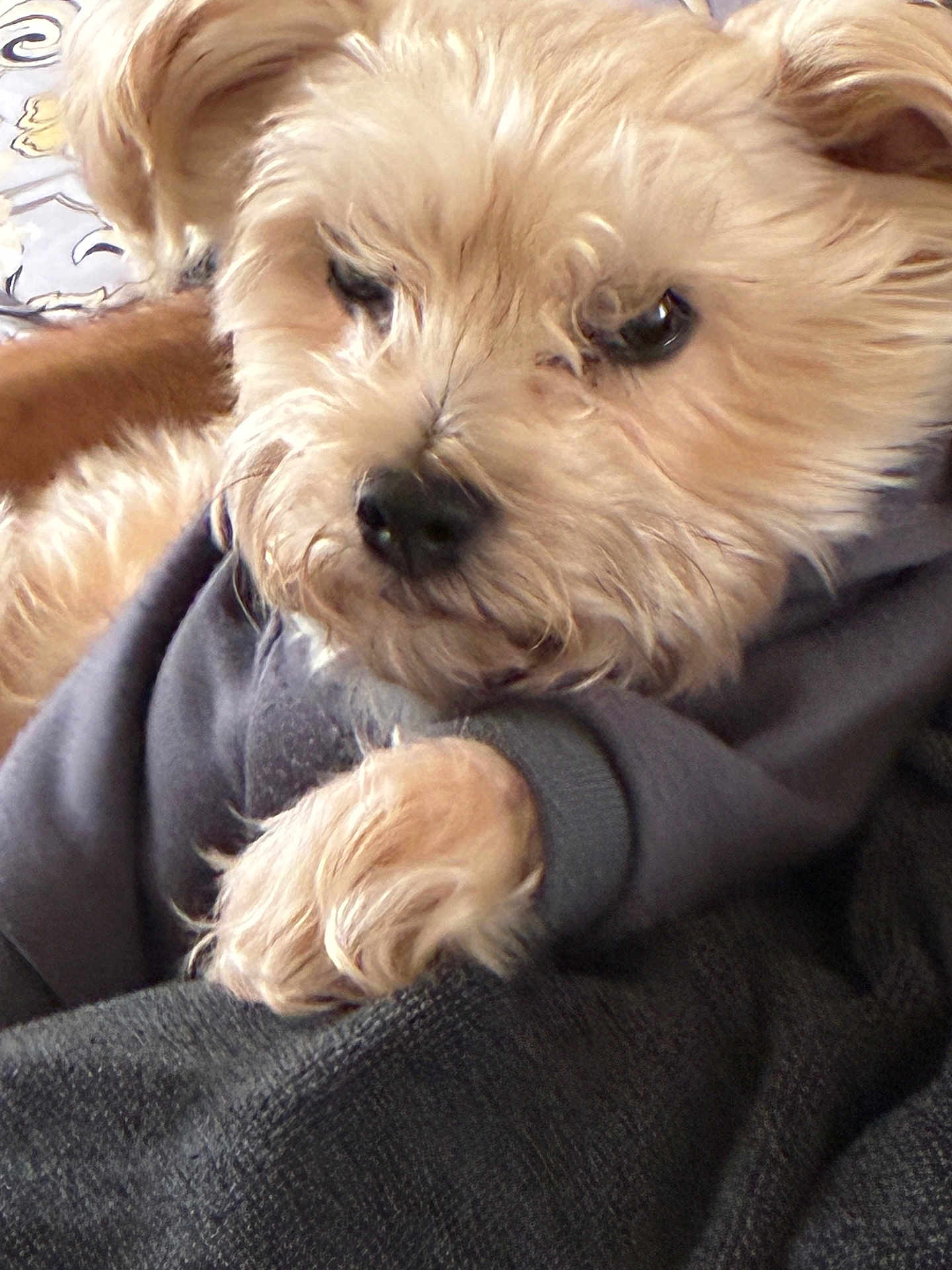 Fanzi joined the competition — help win amazing prizes! dog, puppy, small_dog, fur, close_up, pet, paw, nose, eyes, portrait, cozy, blanket, sweater, indoors, cute, whiskers, resting, sleepy, cuddly, closeup_face