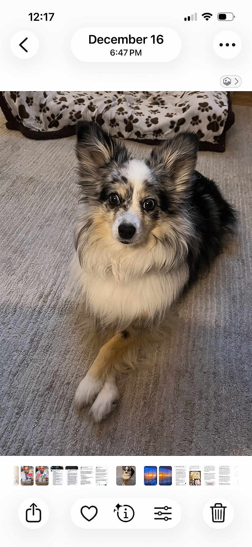 Emma joined the competition — help win amazing prizes! dog, pet, animal, fur, carpet, blanket, paw_print, cute, indoor, crossed_paws, ears, face, eyes, snout, sitting, fluffy, domestic, companion, alert, cozy