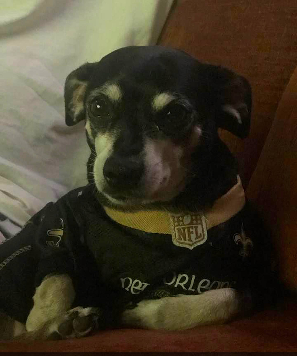 Tux joined the competition — help win amazing prizes! canidae, carnivore, comfort, companion_dog, dog, dog_breed, dog_clothes, ear, eye, fur, jaw, personal_protective_equipment, selfie, sleeve, snout, sporting_group, t_shirt, toy_dog, whiskers, working_animal