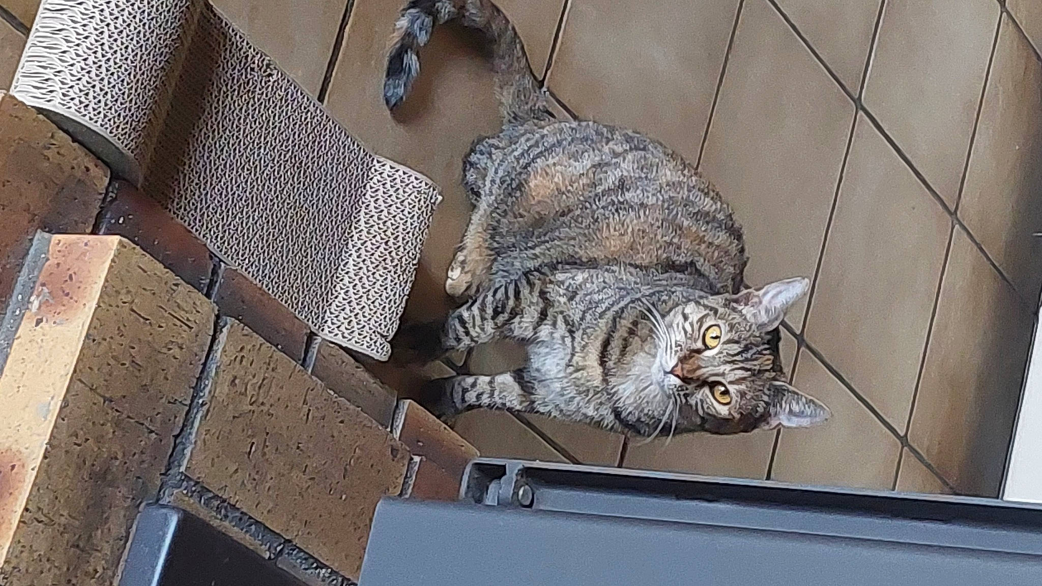 Lalou a rejoint le concours — aidez-le/la à gagner de superbes lots ! animal_shelter, bag, carnivore, cat, comfort, domestic_short_haired_cat, door, felidae, fur, mesh, metal, room, small_to_medium_sized_cats, tail, terrestrial_animal, whiskers, window, wood