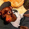 Charlie joined the competition — help win amazing prizes! brown_dog, clothing, cushion, cute, dog, dog_bed, furniture, gray_shirt, indoor, lap, large_eyes, lying_down, paws, pet, portrait, puppy, sitting, small_dog, tile_floor, warm_lighting