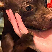 Charlie is registered to the contest to win money with this photo: animal, brown_dog, close_up, companion, cuddling, dark_fur, dog, ears, eyes, face, funny_expression, human_hand, indoor, looking_at_camera, peace_sign, pet, portrait, puppy, short_hair, snout