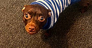 Charlie is registered to the contest to win money with this photo: animal, brown_dog, carpet, cozy, cute, dog, domestic_animal, doorway, floor, home, indoors, looking_up, pet, photography, portrait, slippers, small_dog, standing, striped_clothing, sweater