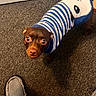 animal, brown_dog, carpet, cozy, cute, dog, domestic_animal, doorway, floor, home, indoors, looking_up, pet, photography, portrait, slippers, small_dog, standing, striped_clothing, sweater