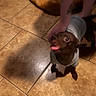 Charlie joined the competition — help win amazing prizes! animal, brown_dog, cute, dark_eyes, dog, dog_bed, funny_expression, gray_shirt, home, household, indoor, looking_up, pet, portrait, short_hair, small_dog, standing, tile_floor, tongue_out, warm_lighting