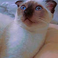 Meddy S.
