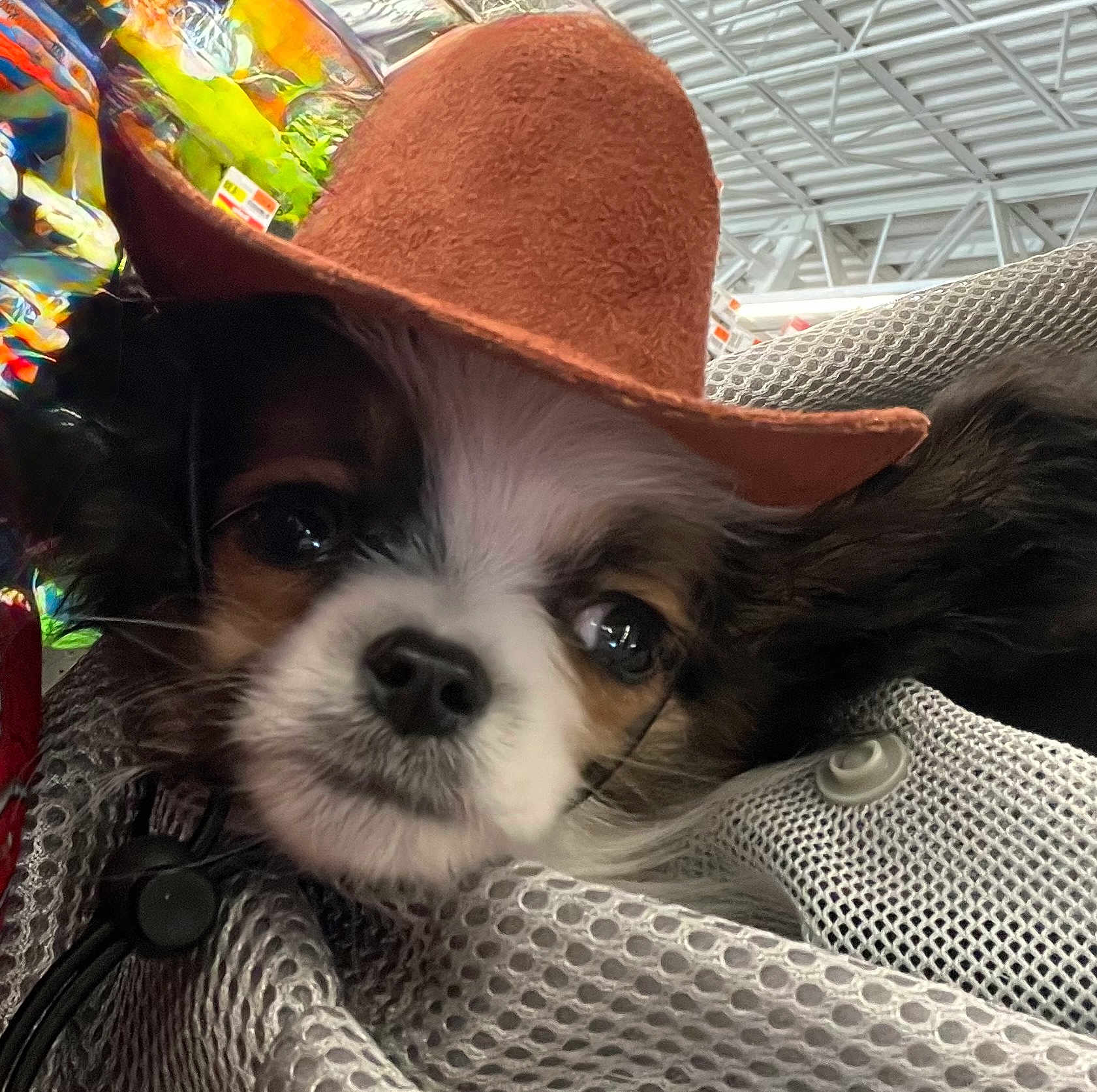 Gizmo
