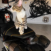 élio a rejoint le concours — aidez-le/la à gagner de superbes lots ! cat, tabby_cat, motorcycle, motorbike, vehicle, biker, garage, indoor, sitting, pet, animal, fur, striped_fur, green_eyes, ears, whiskers, motorcycle_seat, skull_decal, route_66, wall_art