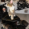 cat, tabby_cat, motorcycle, motorbike, vehicle, biker, garage, indoor, sitting, pet, animal, fur, striped_fur, green_eyes, ears, whiskers, motorcycle_seat, skull_decal, route_66, wall_art