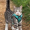 élio participe au concours pour gagner de l'argent avec cette photo : cat, tabby_cat, kitten, harness, turquoise, outdoor, nature, trail, dirt_path, grass, woodland, standing, tail_up, fur, striped, pink_nose, whiskers, animal_portrait, pet, walking