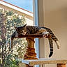 élio participe au concours pour gagner de l'argent avec cette photo : cat, tabby, sleeping, relaxed, pet, animal, feline, cat_tree, scratching_post, paw, tail, whiskers, striped_fur, indoors, window, sunlight, houseplant, home, cozy, funny_pose