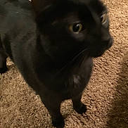 Neo joined the competition — help win amazing prizes! black_cat, cat, pet, animal, carpet, indoor, feline, whiskers, ears, floor, fur, domestic_animal, standing, looking_away, blurred, household, mammal, closeup, companion, cute