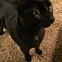black_cat, cat, pet, animal, carpet, indoor, feline, whiskers, ears, floor, fur, domestic_animal, standing, looking_away, blurred, household, mammal, closeup, companion, cute